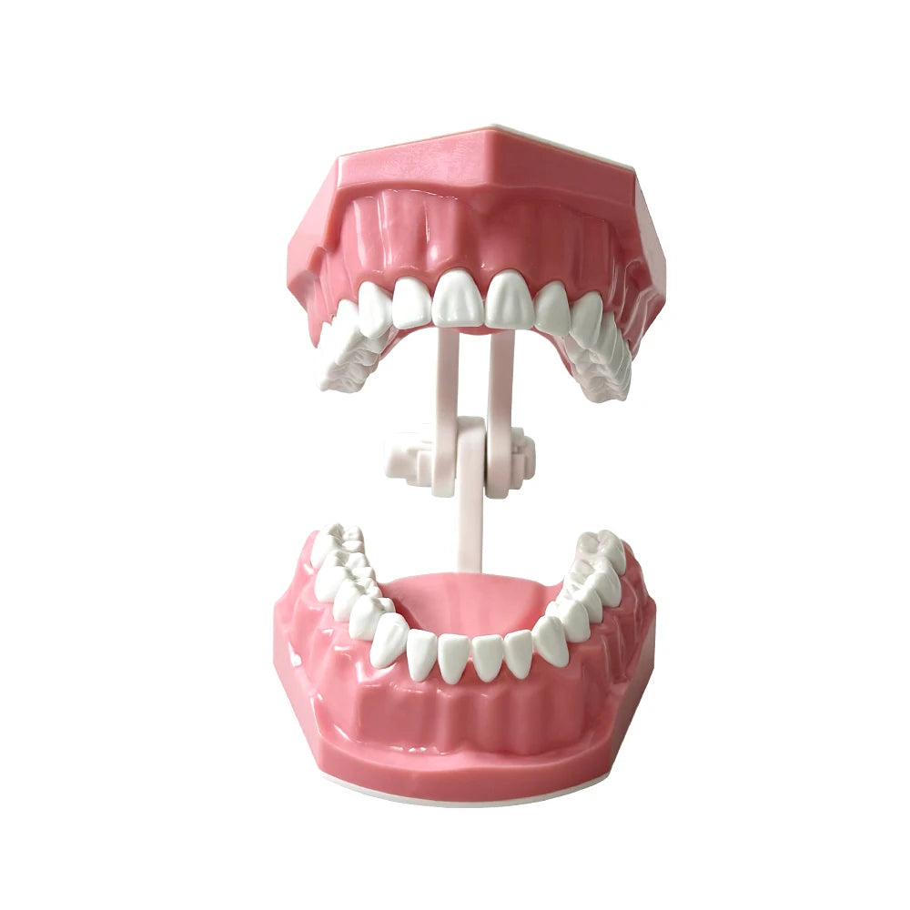 Standard dental Model Brushing Teeth Teaching Denture Model Brushing Flossing Practice Typodont Dentistry Demonstration Study