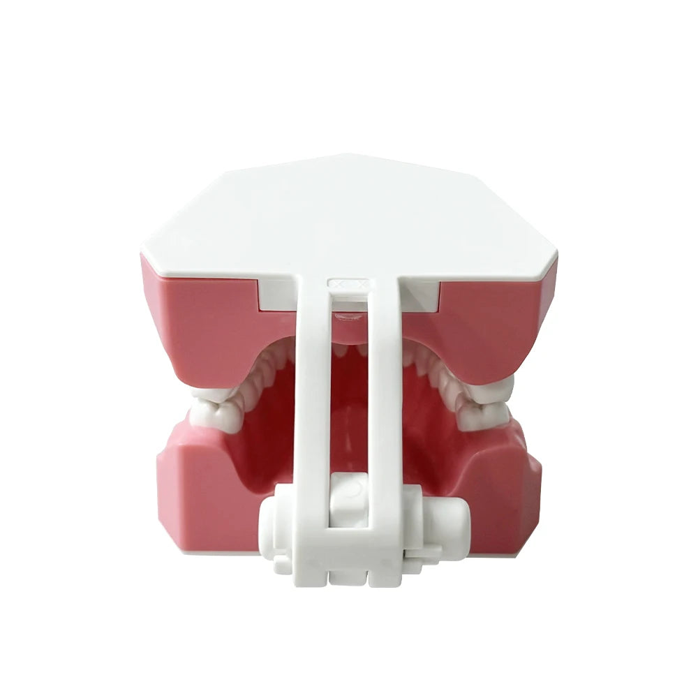 Standard dental Model Brushing Teeth Teaching Denture Model Brushing Flossing Practice Typodont Dentistry Demonstration Study