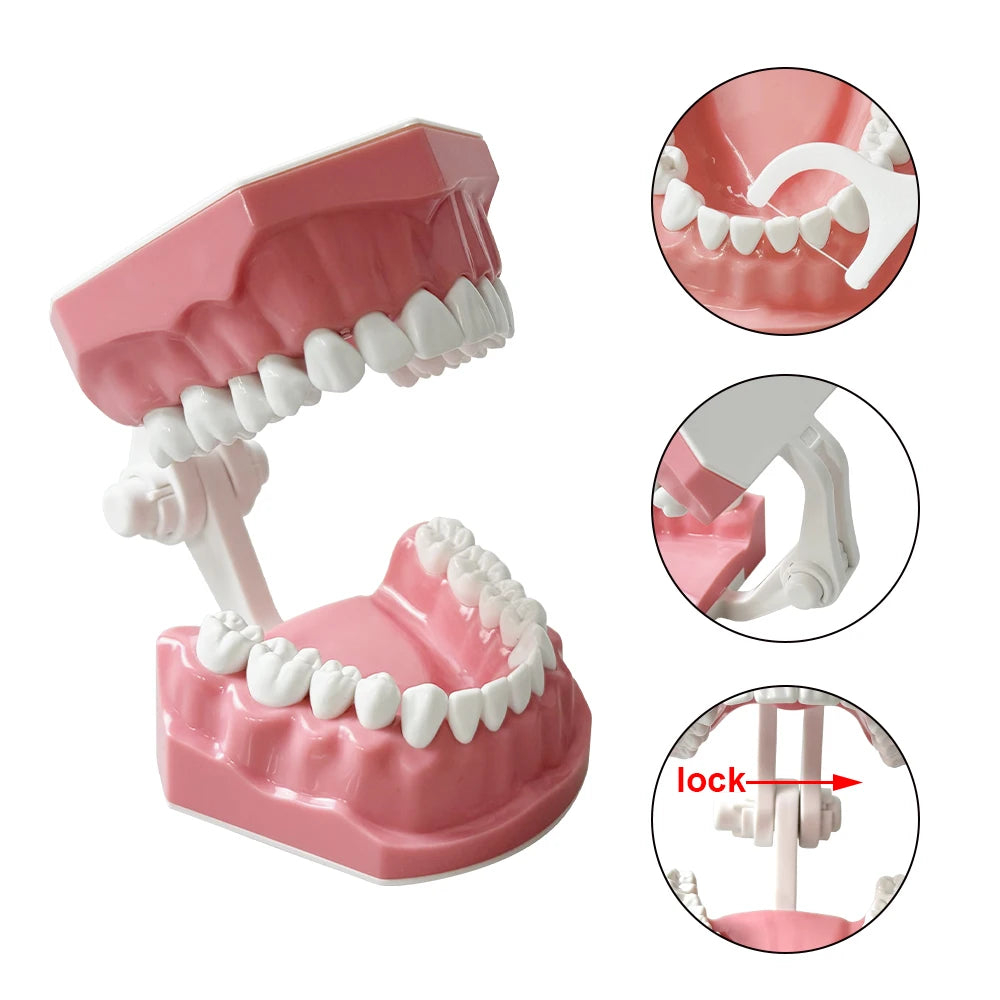 Standard dental Model Brushing Teeth Teaching Denture Model Brushing Flossing Practice Typodont Dentistry Demonstration Study