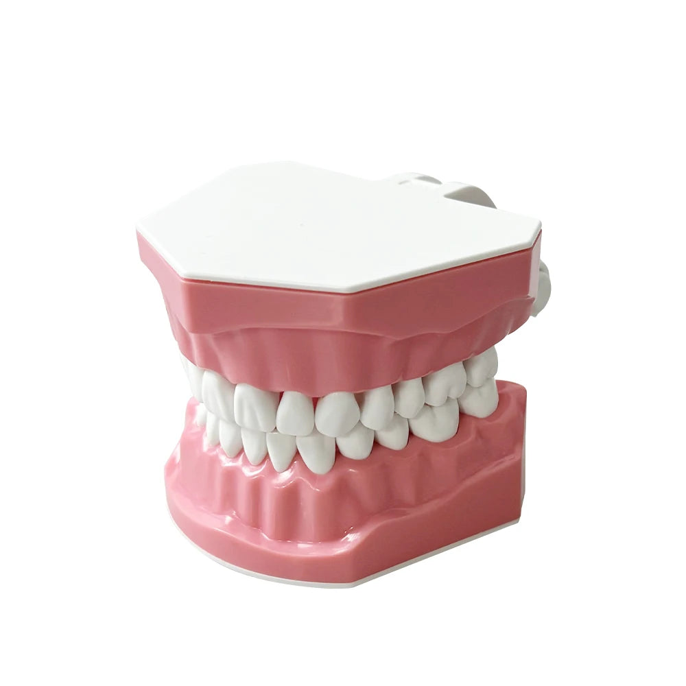 Standard dental Model Brushing Teeth Teaching Denture Model Brushing Flossing Practice Typodont Dentistry Demonstration Study