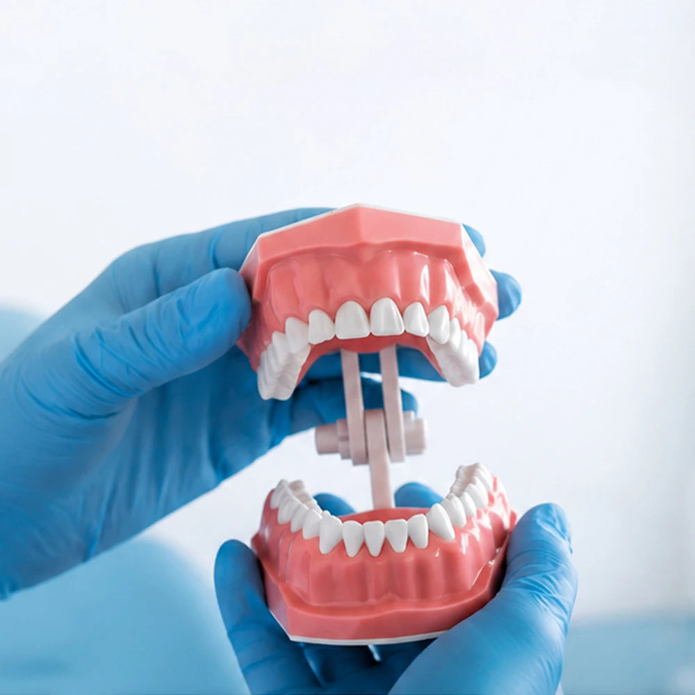 Standard dental Model Brushing Teeth Teaching Denture Model Brushing Flossing Practice Typodont Dentistry Demonstration Study