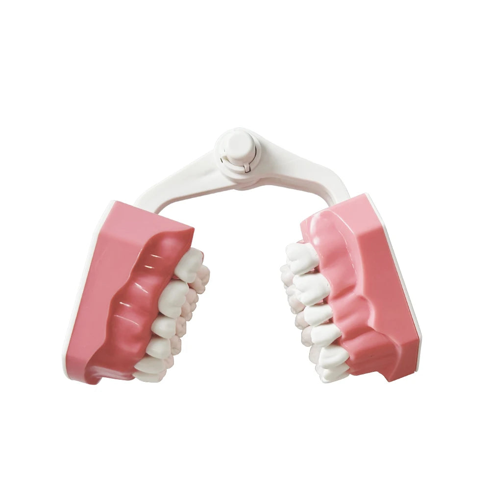 Standard dental Model Brushing Teeth Teaching Denture Model Brushing Flossing Practice Typodont Dentistry Demonstration Study
