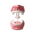 Standard dental Model Brushing Teeth Teaching Denture Model Brushing Flossing Practice Typodont Dentistry Demonstration Study
